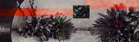 Asphalt Gardens: crack