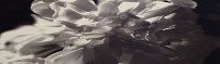 Black Flowers 8:13