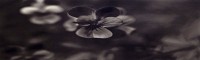 Black Flowers 8:18