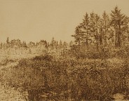 Lily Pond