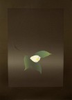 Camelia Blanc