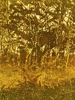 Glade