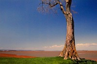 Acadian Elm