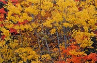 Aspen Grove