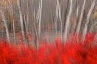 Autumn Impression