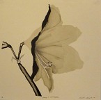Gary's Amaryllis