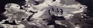 Black Flowers 8:01
