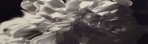 Black Flowers 8:13