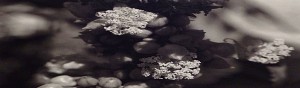 Black Flowers 8:15
