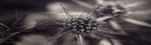 Black Flowers 8:17
