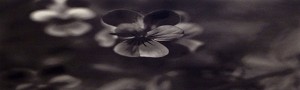 Black Flowers 8:18