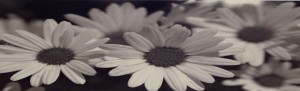 Black Flowers 8:19