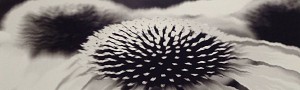 Black Flowers 8:02