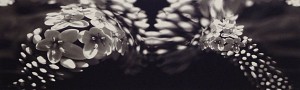 Black Flowers 8:03