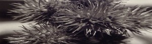 Black Flowers 8:30