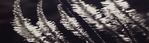Black Flowers 8:05