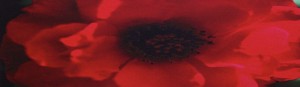 Murmurs: Breath