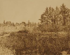 Lily Pond