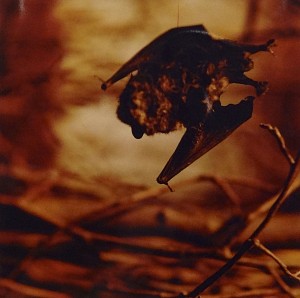 Vanitas 3