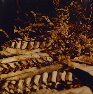 Vanitas 6
