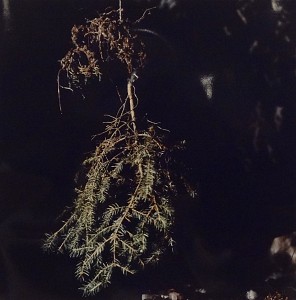 Vanitas 8