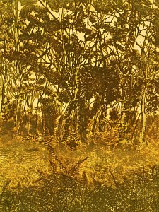 Glade