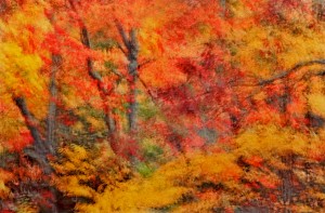 Autumn Impressions