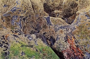 Barnacles and Basalt