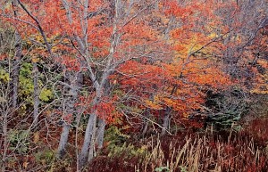 Beech Grove