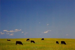 Black Cows