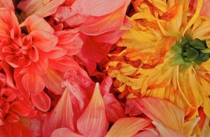 Dahlias