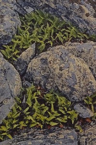 Fern Garden