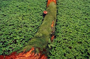 Forest Floor & Log