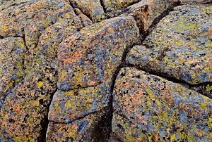 Lichen Mosaic #2