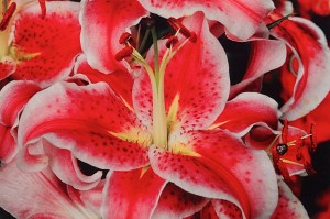 Lily Play