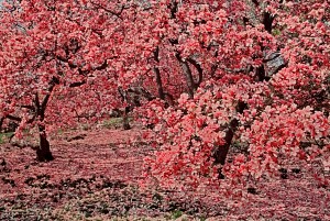 Magnolias