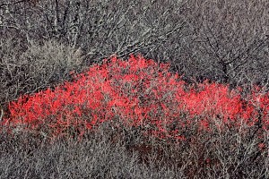 November Berries