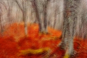 November Forest