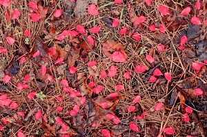 Rose Petals