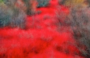 Spring Oziers