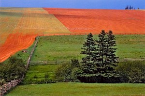 Summer Field