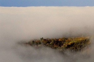 Summer Mist