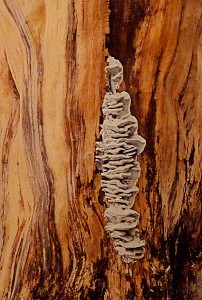 Tree Stump & Fungus