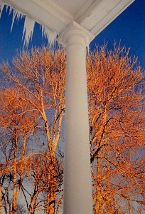 White Pole & Tree