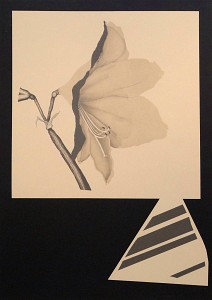 Rob's Amaryllis