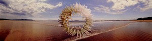 Anenome