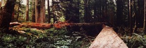 Rainforest I