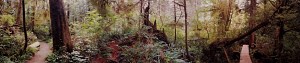 Rainforest II