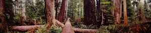 Rainforest III
