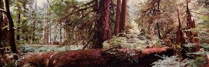 Rainforest IV